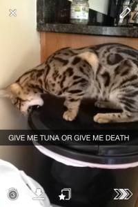 1622004_10151949565350222_1929680414_n